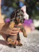 Trixie, a female Miniature Dachshund for sale in Tampa, FL – Photo 4 of 5