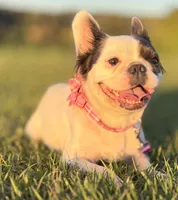 Luna , a female French Bulldog for sale in Tampa, FL – 2 of 4