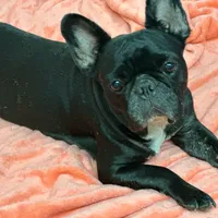 Kona, a female French Bulldog for sale in Tampa, FL – Photo 1 of 2