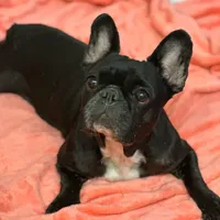 Kona, a female French Bulldog for sale in Tampa, FL – Photo 2 of 2