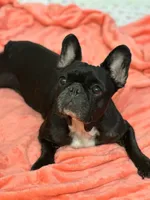 Kona, a female French Bulldog for sale in Tampa, FL – Photo 2 of 2