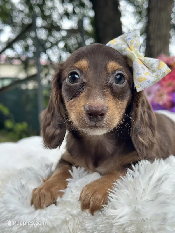 Mili – Miniature Dachshund puppy for sale in Tampa, FL
