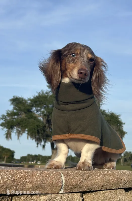Boomer - neutered  – Miniature Dachshund puppy for sale in Tampa, FL