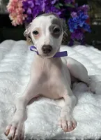 Tilly , a female Italian Greyhound for sale in Tampa, FL – Photo 4 of 6