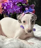 Tilly , a female Italian Greyhound for sale in Tampa, FL – Photo 2 of 6