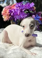 Tilly , a female Italian Greyhound for sale in Tampa, FL – Photo 3 of 6