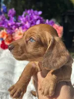 Luca Wire coat , a male Miniature Dachshund for sale in Tampa, FL – Photo 6 of 8
