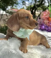 Luca Wire coat , a male Miniature Dachshund for sale in Tampa, FL – Photo 4 of 8