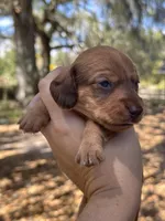 Luca Wire coat , a male Miniature Dachshund for sale in Tampa, FL – Photo 2 of 3