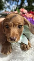 Luca Wire coat , a male Miniature Dachshund for sale in Tampa, FL – Photo 2 of 8