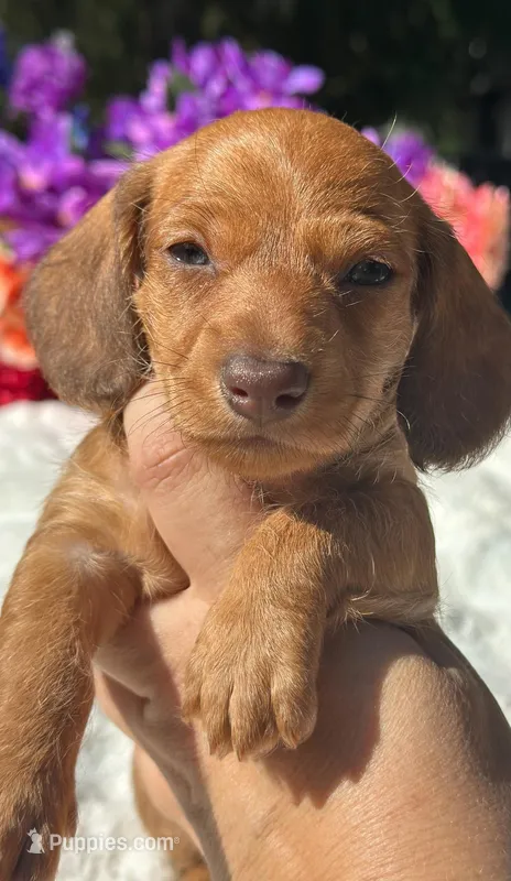 Luca Wire coat  – Miniature Dachshund puppy for sale in Tampa, FL