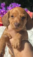 Luca Wire coat , a male Miniature Dachshund for sale in Tampa, FL – Photo 5 of 8