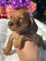 Luca Wire coat , a male Miniature Dachshund for sale in Tampa, FL – Photo 8 of 8
