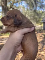 Luca Wire coat , a male Miniature Dachshund for sale in Tampa, FL – Photo 3 of 3
