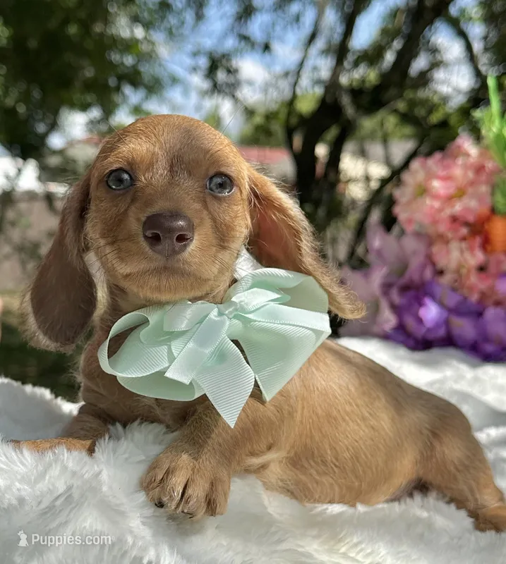 Luca Wire coat  – Miniature Dachshund puppy for sale in Tampa, FL