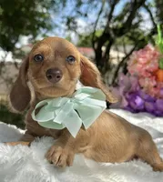 Luca Wire coat , a male Miniature Dachshund for sale in Tampa, FL – Photo 1 of 8
