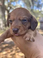 Luca Wire coat , a male Miniature Dachshund for sale in Tampa, FL – Photo 1 of 3