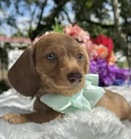 Luca Wire coat , a male Miniature Dachshund for sale in Tampa, FL – Photo 3 of 8