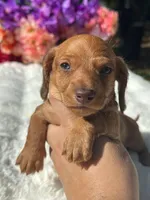 Luca Wire coat , a male Miniature Dachshund for sale in Tampa, FL – Photo 7 of 8