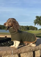 Boomer - neutered , a male Miniature Dachshund for sale in Tampa, FL – 3 of 5