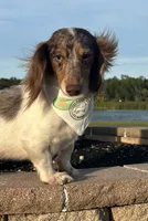 Boomer - neutered , a male Miniature Dachshund for sale in Tampa, FL – 5 of 5