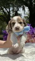 Boomer jr , a male Miniature Dachshund for sale in Tampa, FL – 4 of 4