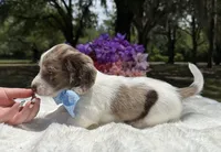 Boomer jr , a male Miniature Dachshund for sale in Tampa, FL – 3 of 4