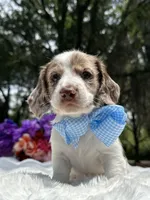 Boomer jr , a male Miniature Dachshund for sale in Tampa, FL – 2 of 4