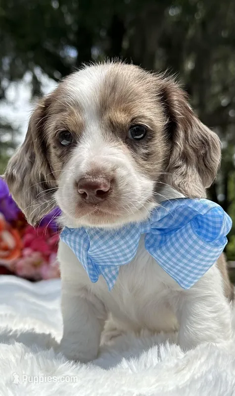 Boomer jr  – Miniature Dachshund puppy for sale in Tampa, FL