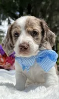 Boomer jr , a male Miniature Dachshund for sale in Tampa, FL – 1 of 4