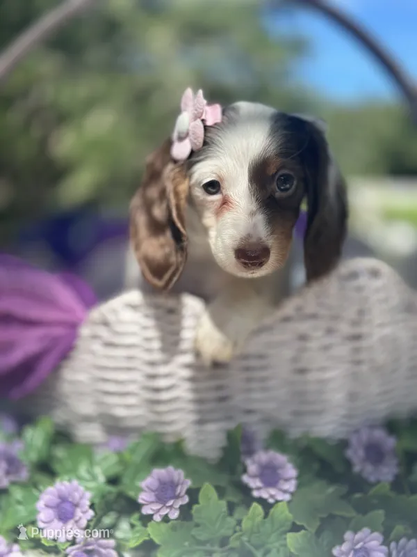 Mia – Miniature Dachshund puppy for sale in Tampa, FL