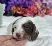 Mili, a female Miniature Dachshund for sale in Tampa, FL – 2 of 3