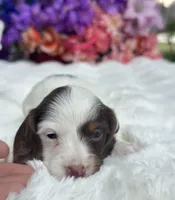 Mili, a female Miniature Dachshund for sale in Tampa, FL – 1 of 3
