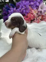 Mili, a female Miniature Dachshund for sale in Tampa, FL – 3 of 3