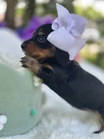 Flora, a female Miniature Dachshund for sale in Tampa, FL – 3 of 4