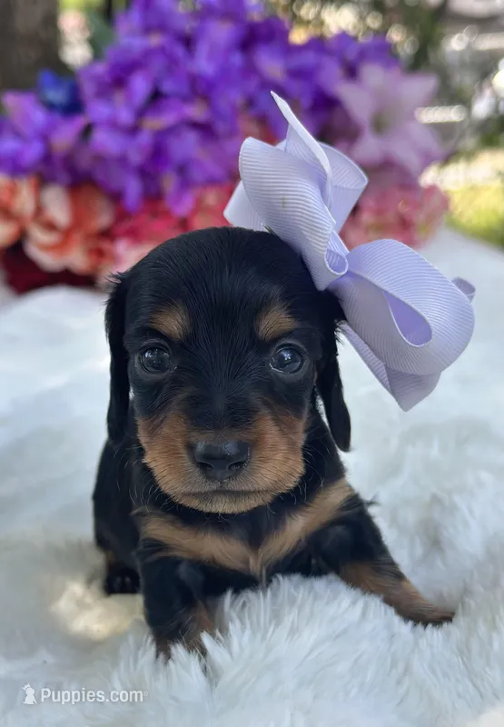 Flora – Miniature Dachshund puppy for sale in Tampa, FL