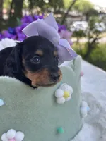 Flora, a female Miniature Dachshund for sale in Tampa, FL – 4 of 4