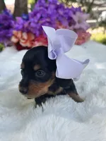 Flora, a female Miniature Dachshund for sale in Tampa, FL – 2 of 4