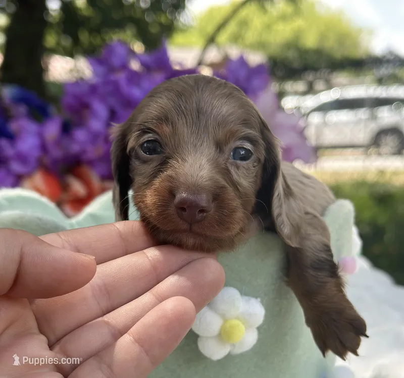 Reef – Miniature Dachshund puppy for sale in Tampa, FL