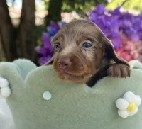 Reef, a male Miniature Dachshund for sale in Tampa, FL – 4 of 4