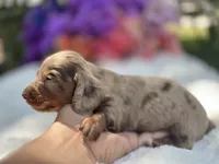 Reef, a male Miniature Dachshund for sale in Tampa, FL – 3 of 4