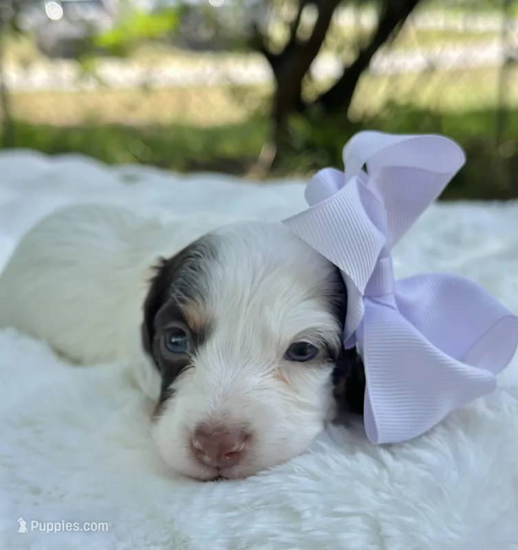 Mira – Miniature Dachshund puppy for sale in Tampa, FL