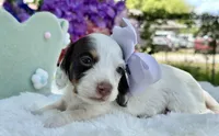 Mira, a female Miniature Dachshund for sale in Tampa, FL – 2 of 3