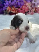 Mira, a female Miniature Dachshund for sale in Tampa, FL – 3 of 3