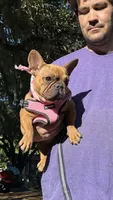 Moja, a female French Bulldog for sale in Tampa, FL – 3 of 5