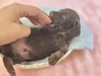 Hersheys, a male Miniature Dachshund for sale in Tampa, FL – Photo 2 of 3