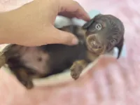 Hersheys, a male Miniature Dachshund for sale in Tampa, FL – Photo 1 of 3