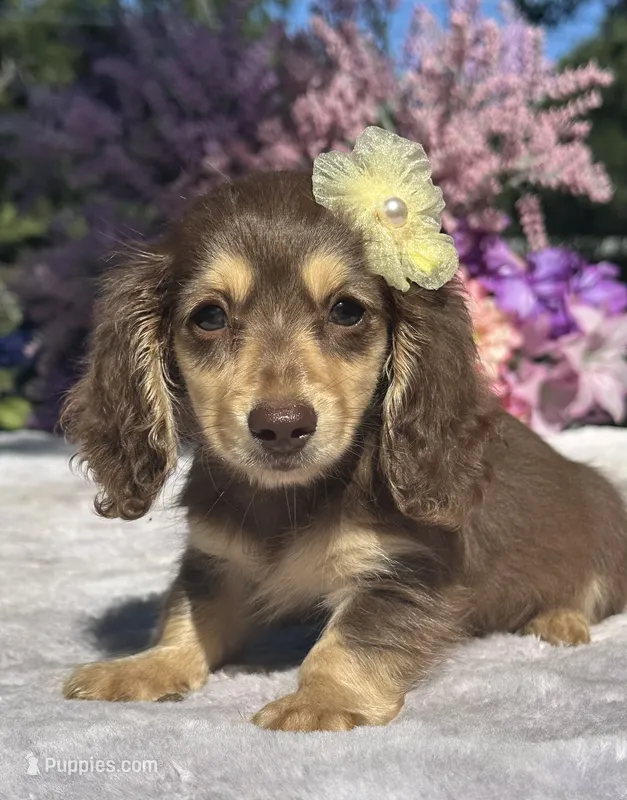 Lyric  – Miniature Dachshund puppy for sale in Tampa, FL
