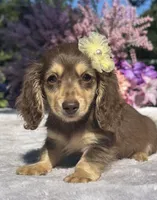 Lyric , a female Miniature Dachshund for sale in Tampa, FL – 1 of 1
