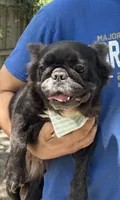 Demi, a female French Bulldog for sale in Tampa, FL – 2 of 2